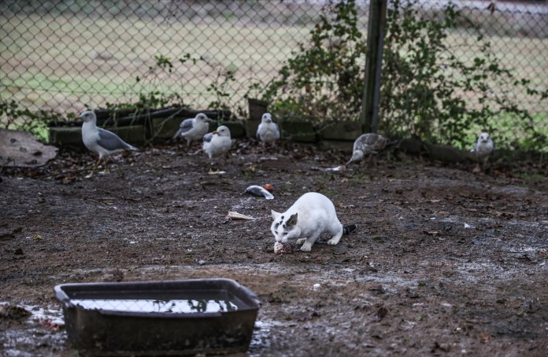 Sokaktan kurtardığı onlarca hayvan için İstanbul'dan köye taşındı