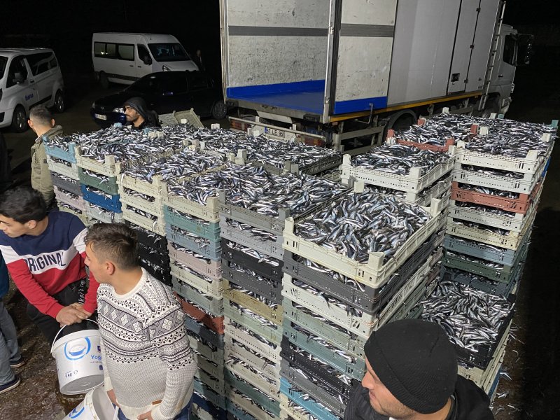 Karadeniz'den kasa kasa hamsi çıktı