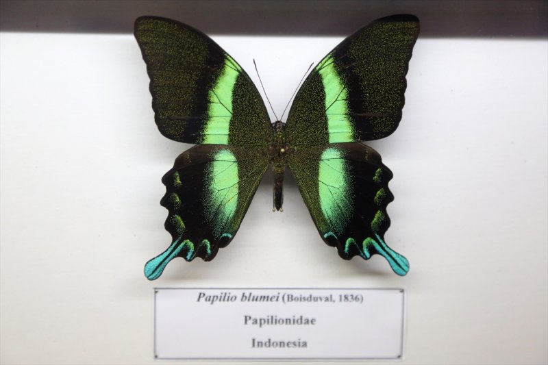 Tahran'daki kelebek müzesinde 60 ülkeden kelebek bulunuyor 