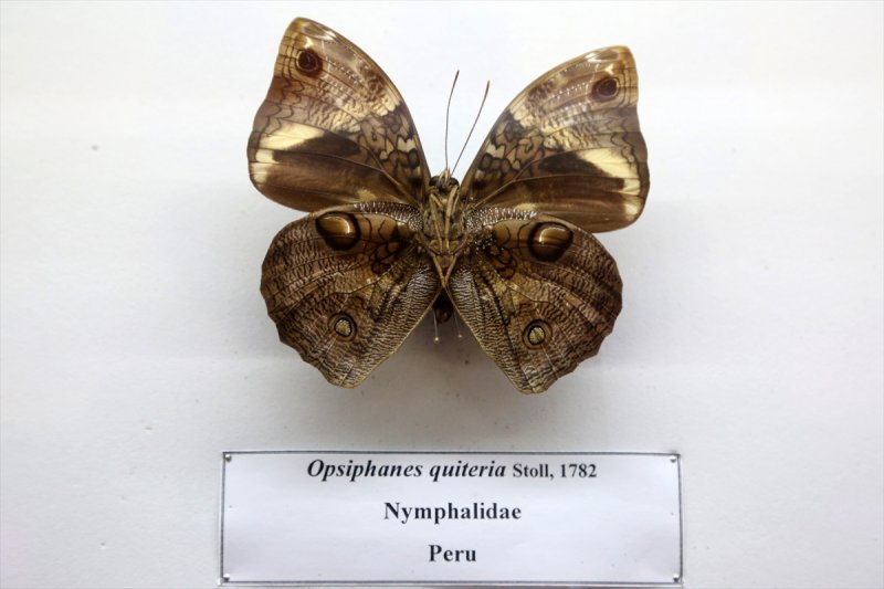 Tahran'daki kelebek müzesinde 60 ülkeden kelebek bulunuyor 