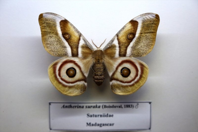 Tahran'daki kelebek müzesinde 60 ülkeden kelebek bulunuyor 