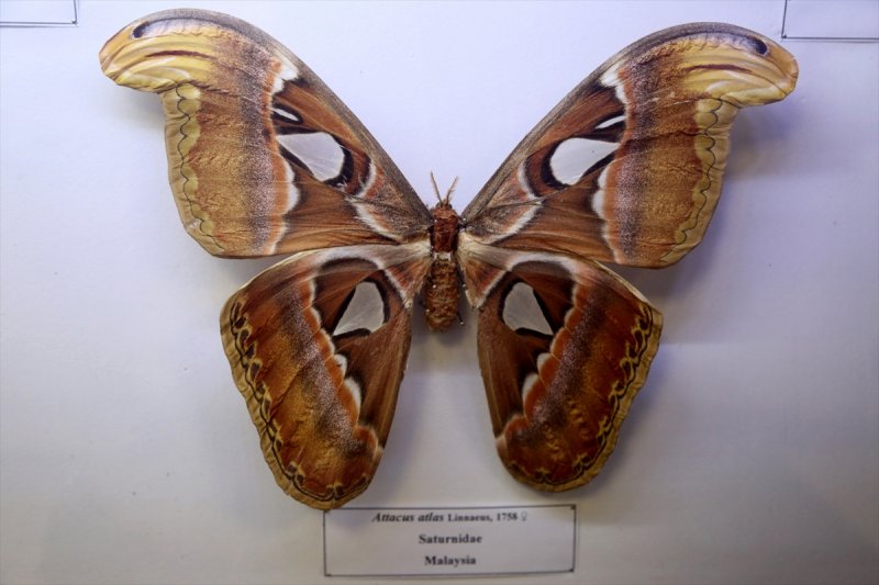 Tahran'daki kelebek müzesinde 60 ülkeden kelebek bulunuyor 