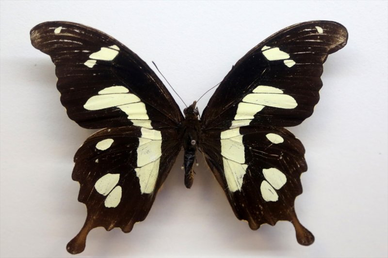 Tahran'daki kelebek müzesinde 60 ülkeden kelebek bulunuyor 