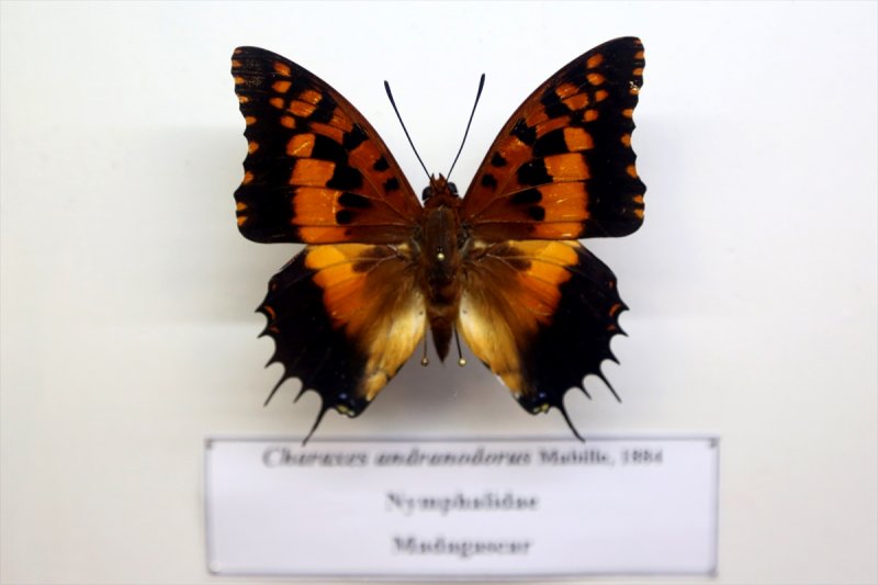 Tahran'daki kelebek müzesinde 60 ülkeden kelebek bulunuyor 