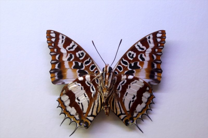 Tahran'daki kelebek müzesinde 60 ülkeden kelebek bulunuyor 