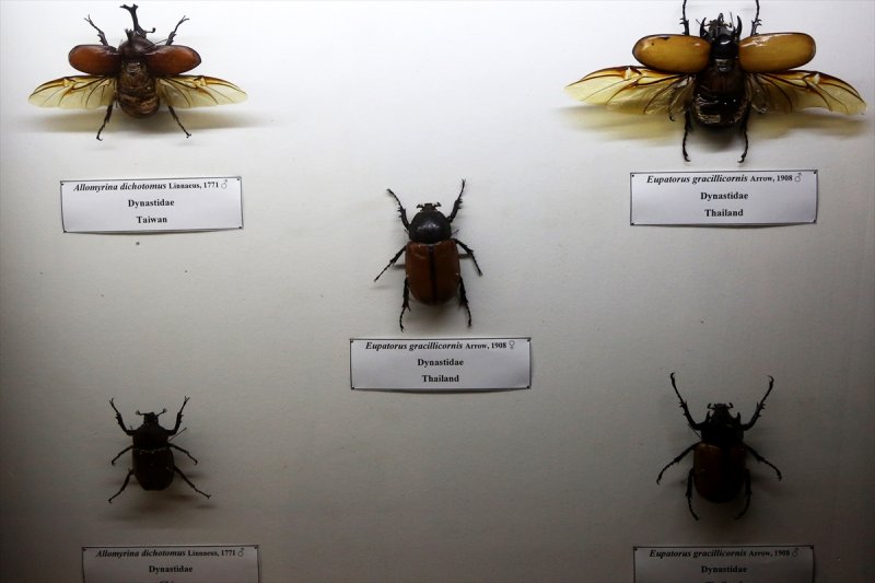 Tahran'daki kelebek müzesinde 60 ülkeden kelebek bulunuyor 