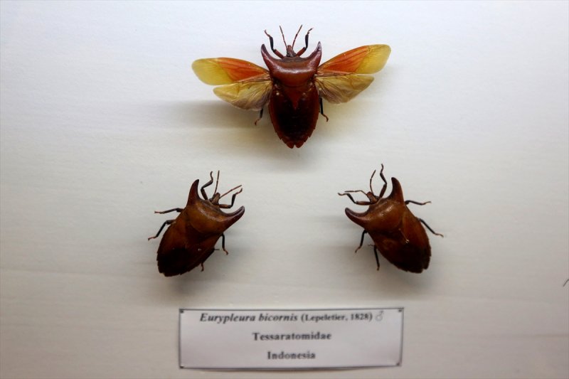 Tahran'daki kelebek müzesinde 60 ülkeden kelebek bulunuyor 