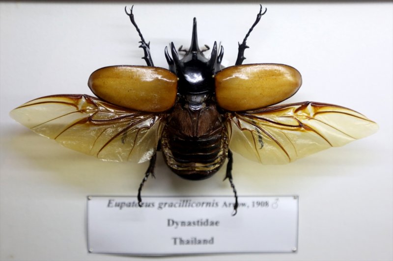 Tahran'daki kelebek müzesinde 60 ülkeden kelebek bulunuyor 