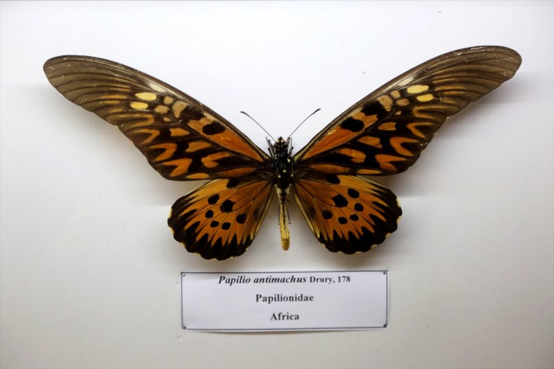 Tahran'daki kelebek müzesinde 60 ülkeden kelebek bulunuyor 