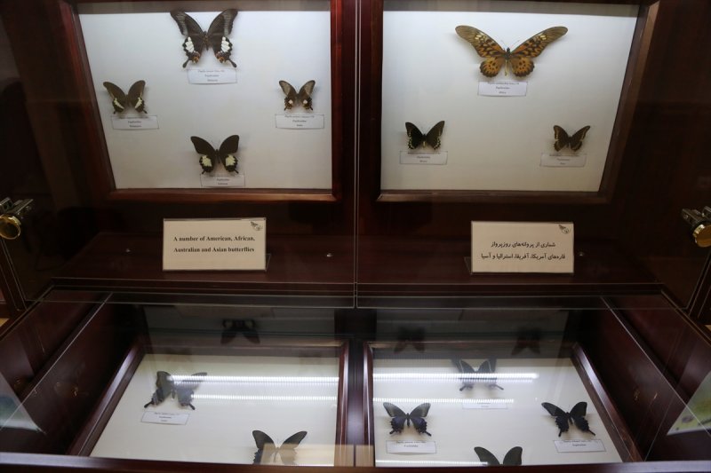 Tahran'daki kelebek müzesinde 60 ülkeden kelebek bulunuyor 