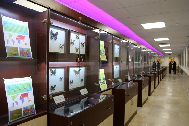 Tahran'daki kelebek müzesinde 60 ülkeden kelebek bulunuyor 
