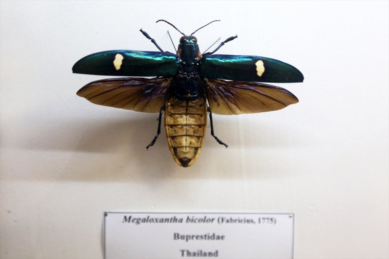 Tahran'daki kelebek müzesinde 60 ülkeden kelebek bulunuyor 