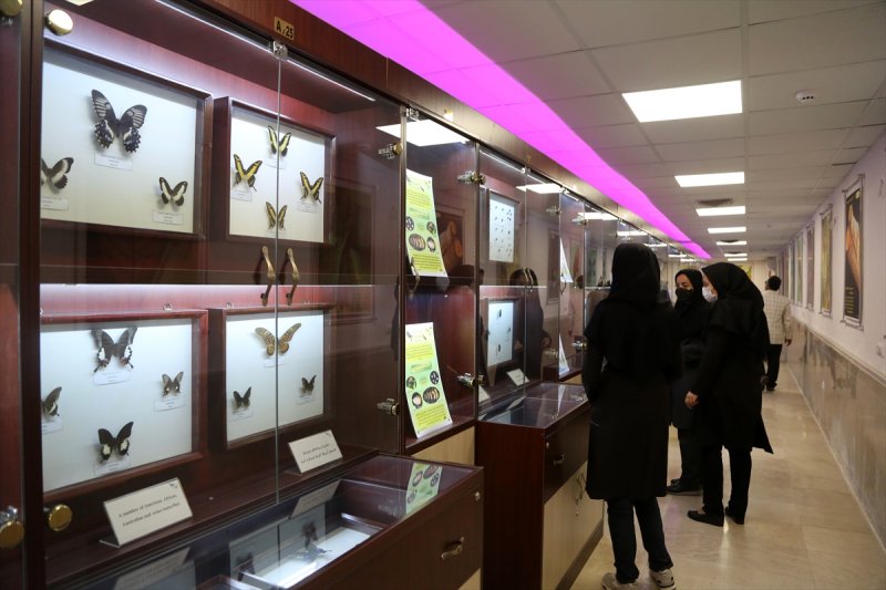Tahran'daki kelebek müzesinde 60 ülkeden kelebek bulunuyor 