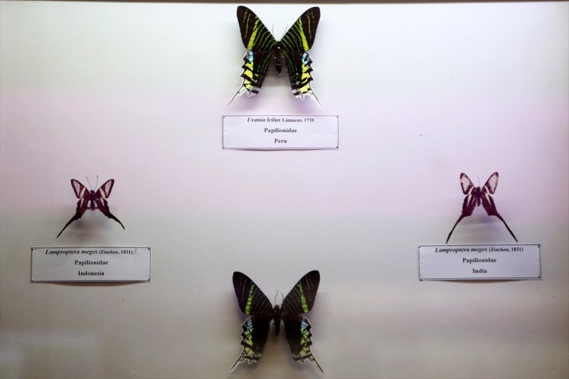 Tahran'daki kelebek müzesinde 60 ülkeden kelebek bulunuyor 