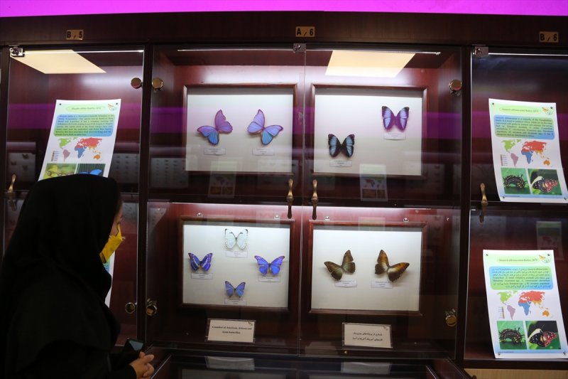 Tahran'daki kelebek müzesinde 60 ülkeden kelebek bulunuyor 