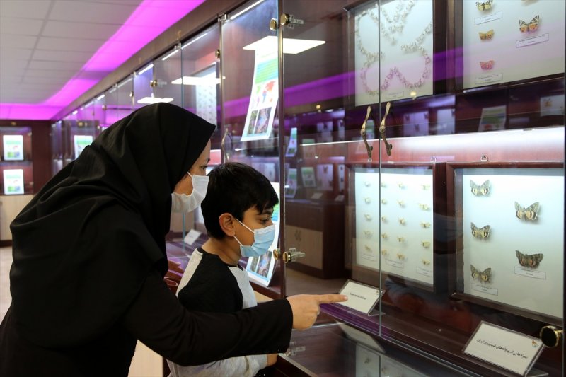Tahran'daki kelebek müzesinde 60 ülkeden kelebek bulunuyor 