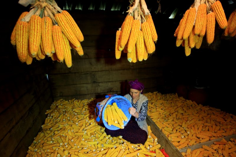 Karadenizli kadınların kış hazırlığı