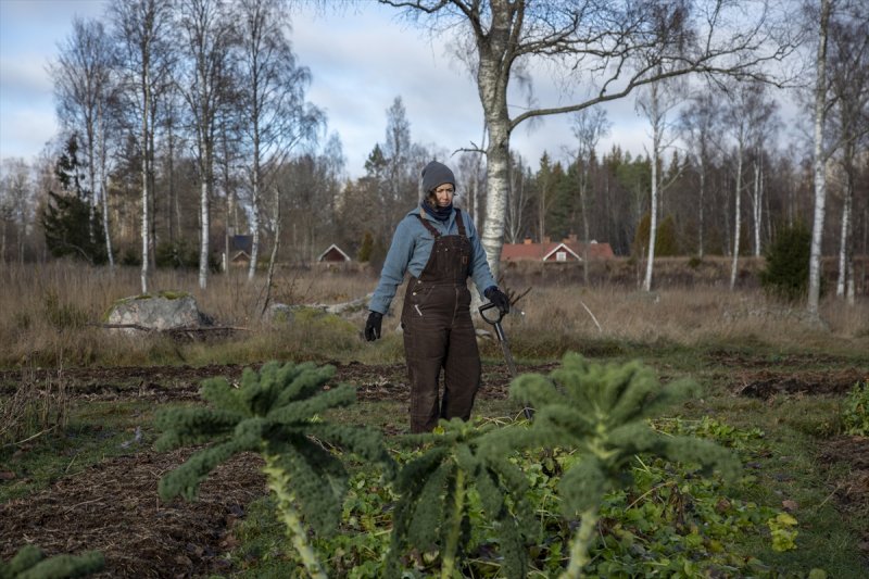 İsveç'te yüksek maliyetli emlak piyasasına meydan okuyan tiny house'lar