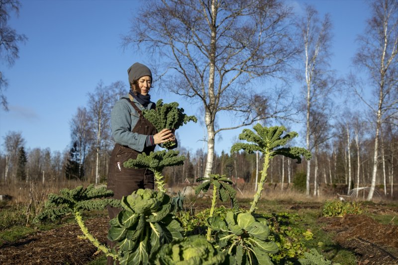 İsveç'te yüksek maliyetli emlak piyasasına meydan okuyan tiny house'lar