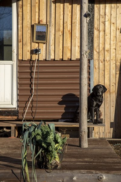 İsveç'te yüksek maliyetli emlak piyasasına meydan okuyan tiny house'lar