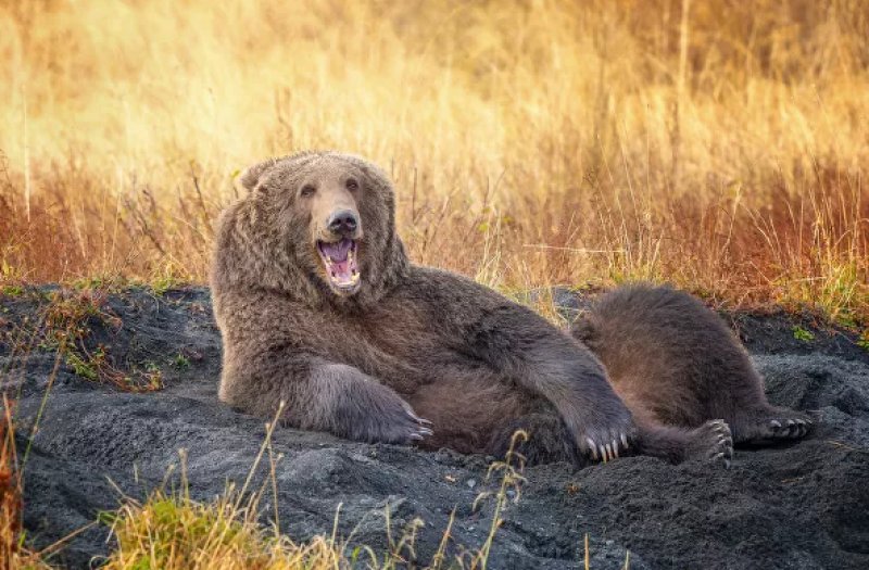 2021'in ödüllü komik vahşi yaşam kareleri