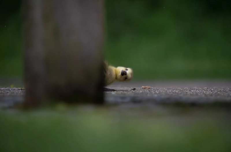 2021'in ödüllü komik vahşi yaşam kareleri