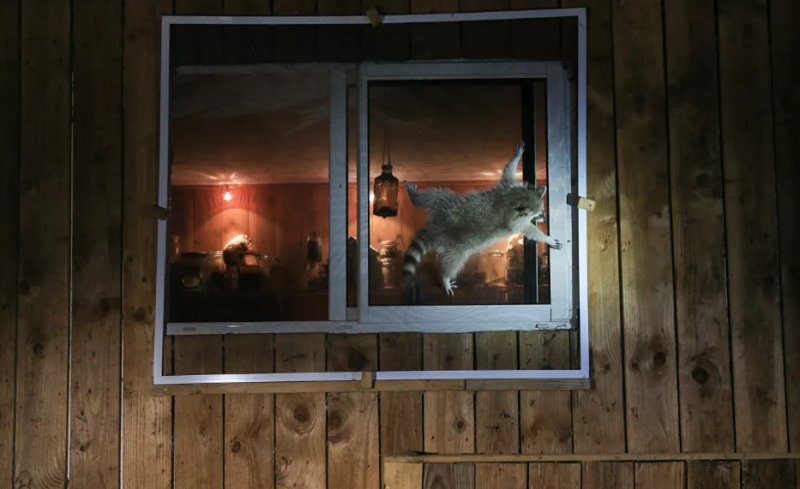 2021'in ödüllü komik vahşi yaşam kareleri