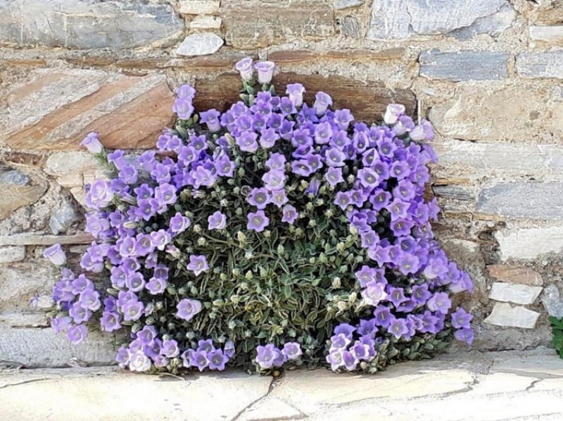 Koparılması yasak olan bitkiler