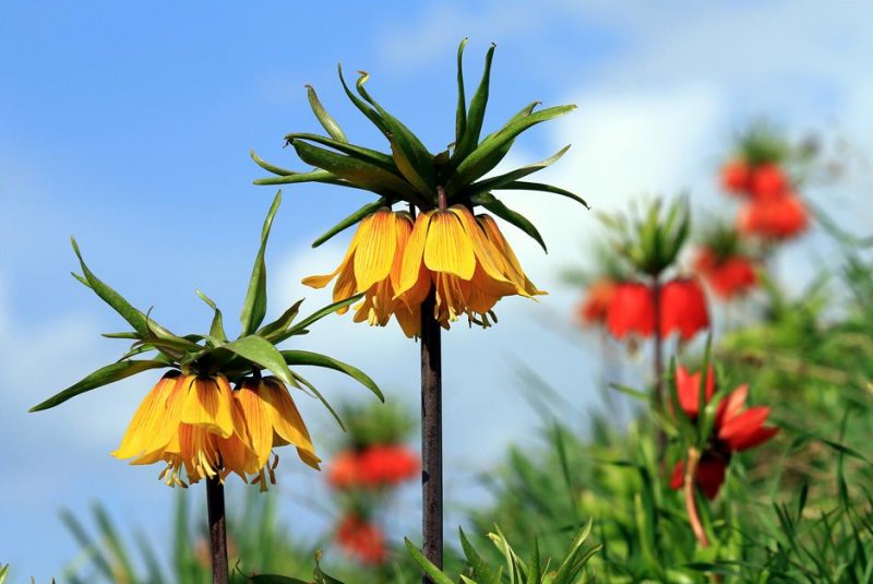 Koparılması yasak olan bitkiler