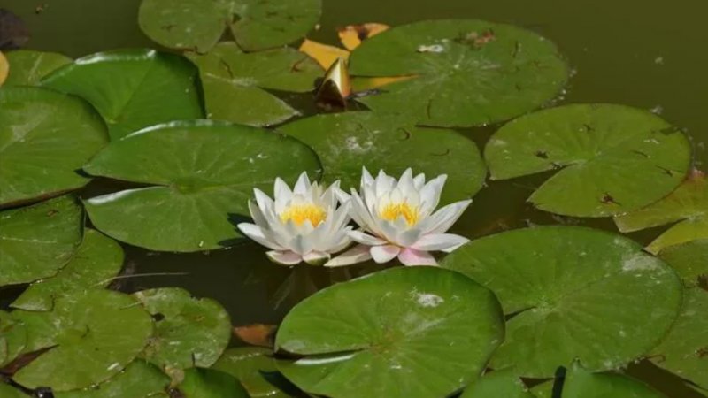 Koparılması yasak olan bitkiler