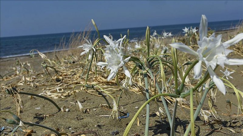 Koparılması yasak olan bitkiler