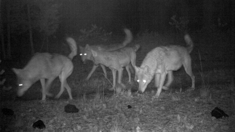 Sarıkamış kurdunun 1600 kilometrelik yolculuğu
