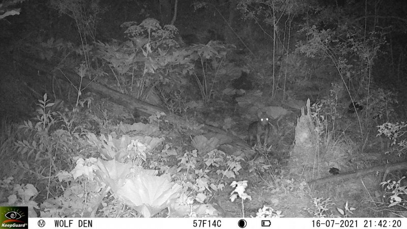 Sarıkamış kurdunun 1600 kilometrelik yolculuğu