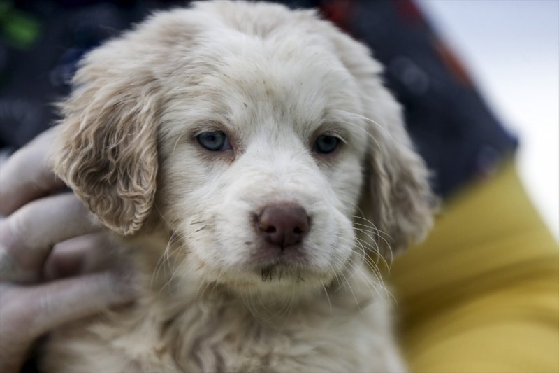 Düzce'de sokak hayvanları için 10 bin metrekarelik açık yaşam alanı