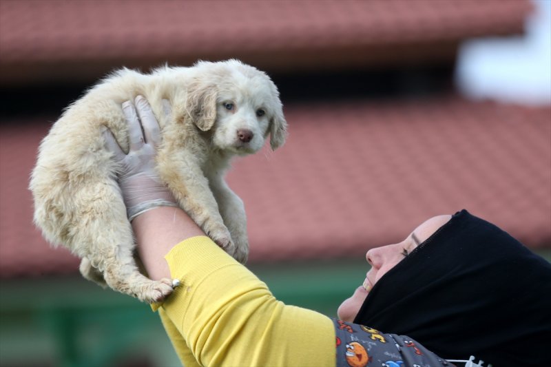Düzce'de sokak hayvanları için 10 bin metrekarelik açık yaşam alanı