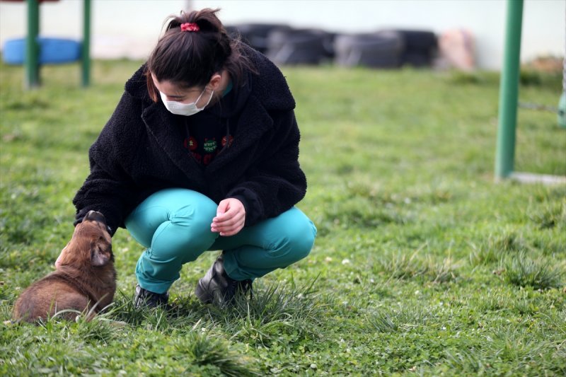 Düzce'de sokak hayvanları için 10 bin metrekarelik açık yaşam alanı