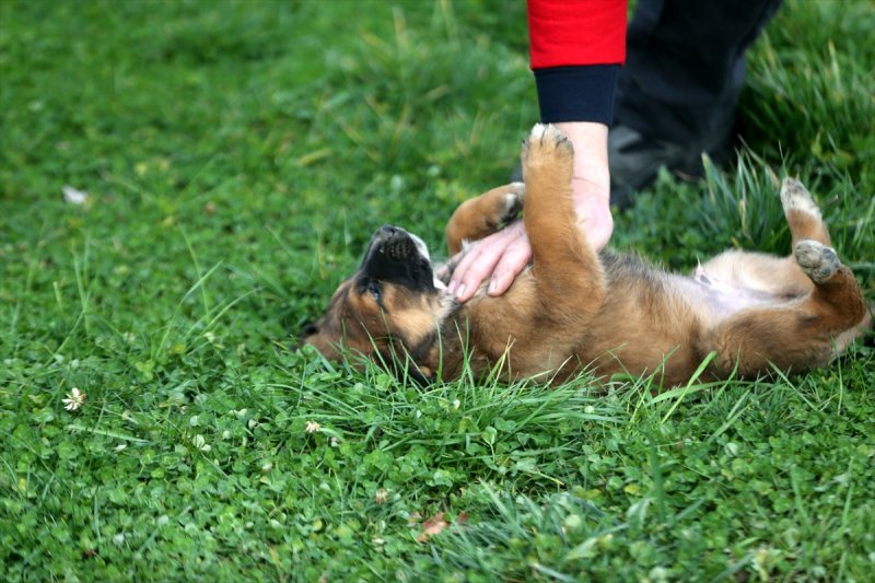 Düzce'de sokak hayvanları için 10 bin metrekarelik açık yaşam alanı