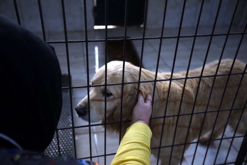 Düzce'de sokak hayvanları için 10 bin metrekarelik açık yaşam alanı