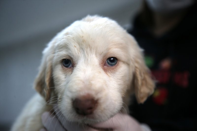 Düzce'de sokak hayvanları için 10 bin metrekarelik açık yaşam alanı