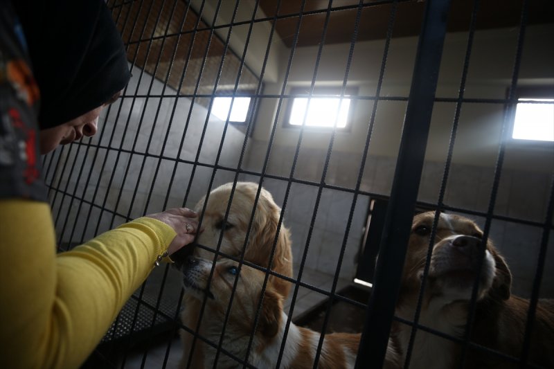 Düzce'de sokak hayvanları için 10 bin metrekarelik açık yaşam alanı