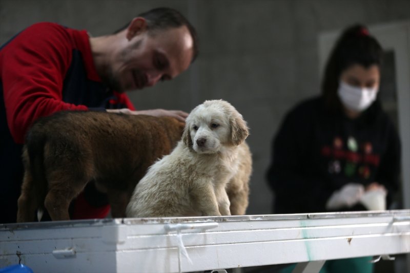 Düzce'de sokak hayvanları için 10 bin metrekarelik açık yaşam alanı