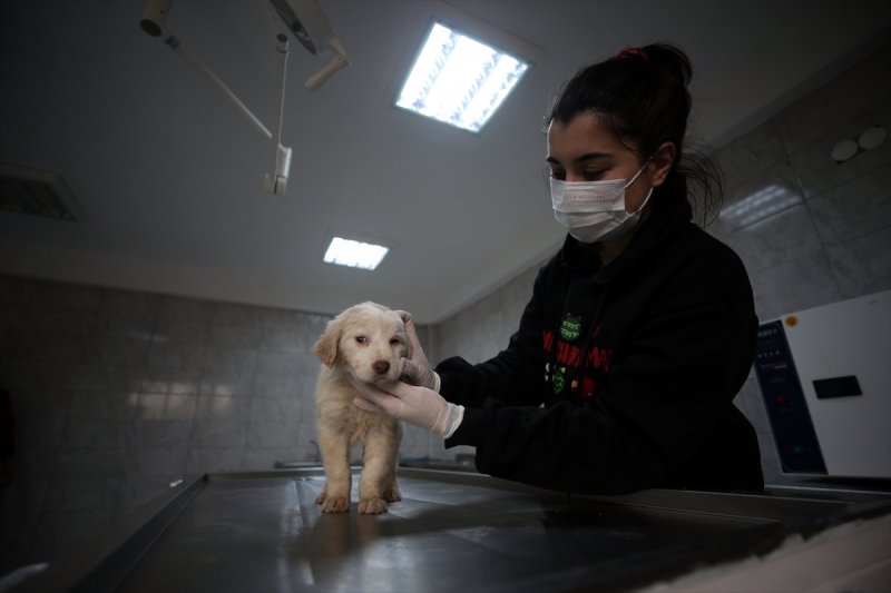 Düzce'de sokak hayvanları için 10 bin metrekarelik açık yaşam alanı