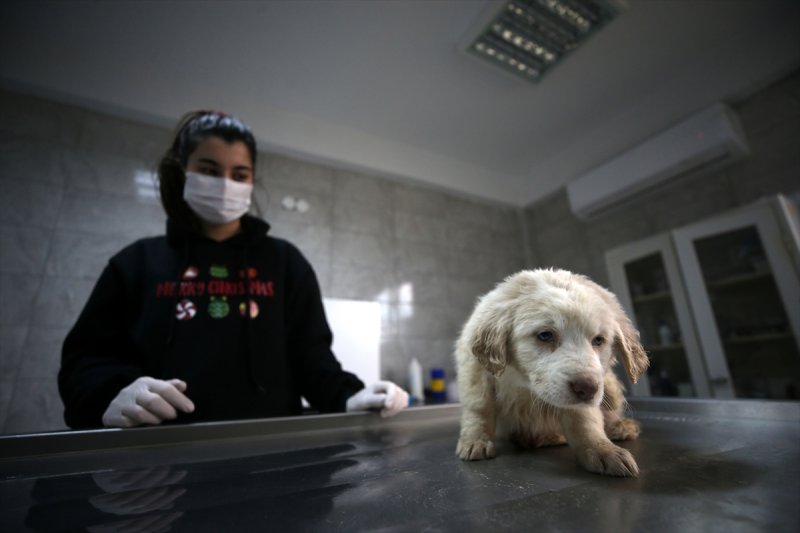 Düzce'de sokak hayvanları için 10 bin metrekarelik açık yaşam alanı