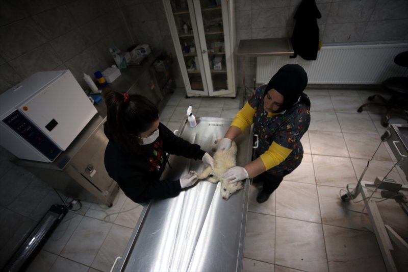 Düzce'de sokak hayvanları için 10 bin metrekarelik açık yaşam alanı