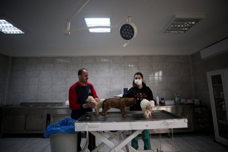 Düzce'de sokak hayvanları için 10 bin metrekarelik açık yaşam alanı