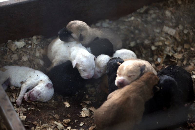 Düzce'de sokak hayvanları için 10 bin metrekarelik açık yaşam alanı
