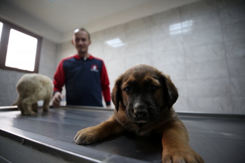 Düzce'de sokak hayvanları için 10 bin metrekarelik açık yaşam alanı