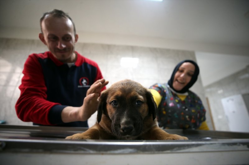Düzce'de sokak hayvanları için 10 bin metrekarelik açık yaşam alanı