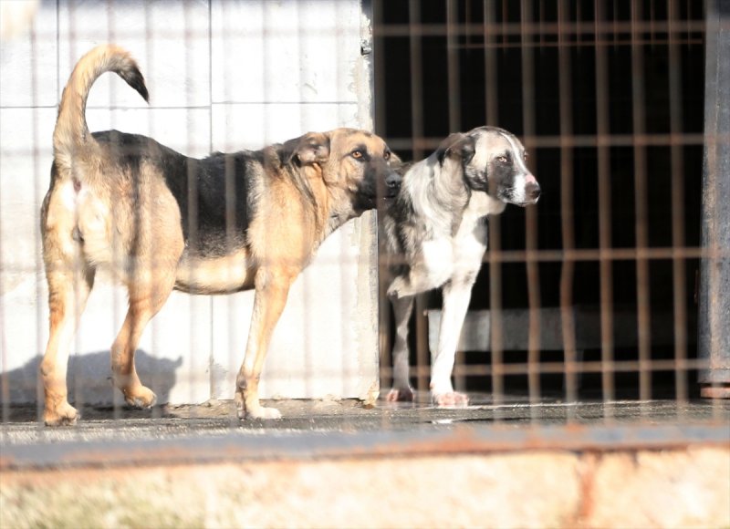 Düzce'de sokak hayvanları için 10 bin metrekarelik açık yaşam alanı