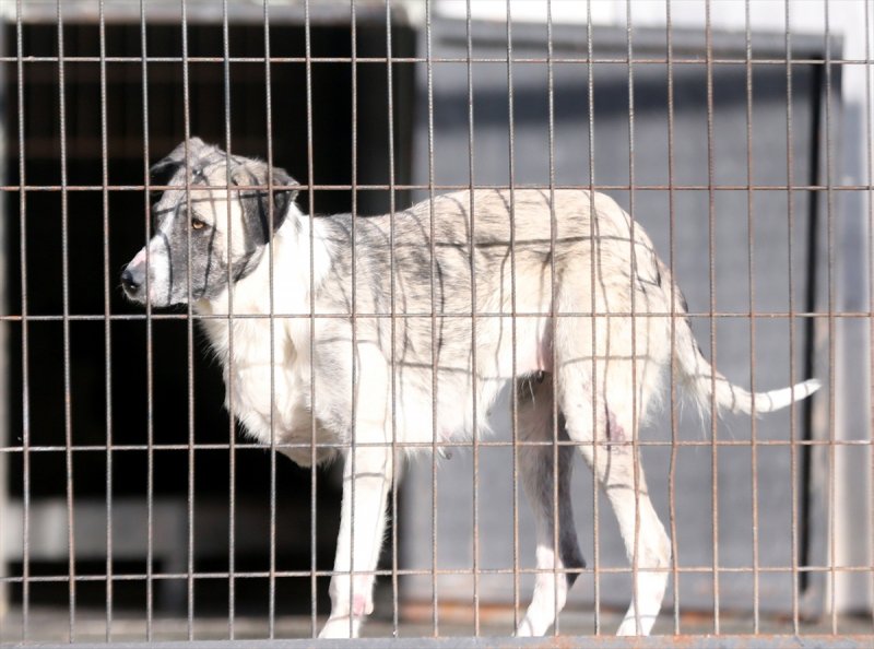 Düzce'de sokak hayvanları için 10 bin metrekarelik açık yaşam alanı